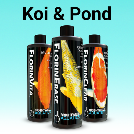 Koi & Pond