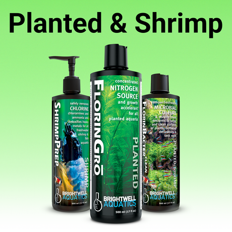 Planted & Shrimp